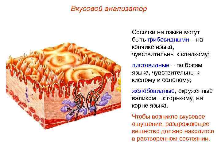 Вкусовой анализатор Сосочки на языке могут быть грибовидными – на кончике языка, чувствительны к