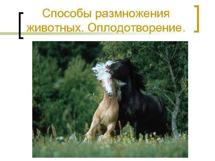 Способы размножения животных. Оплодотворение. 