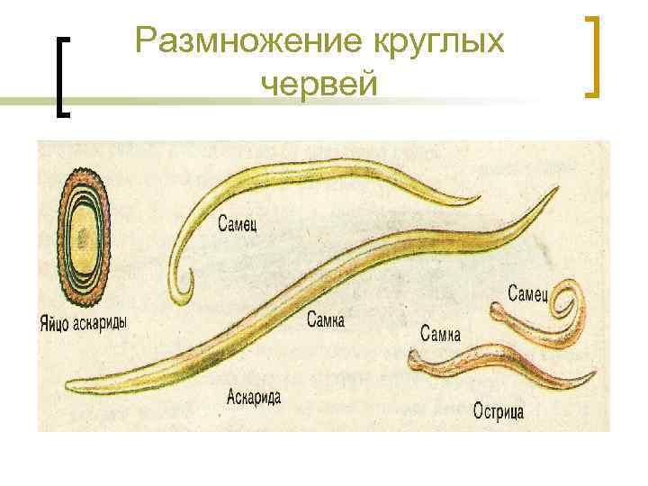 Размножение круглых червей 