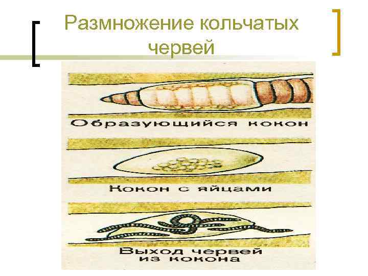 Размножение кольчатых червей 
