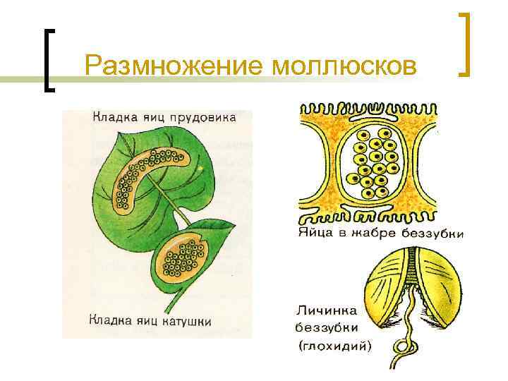 Биология 6 класс половое размножение животных презентация