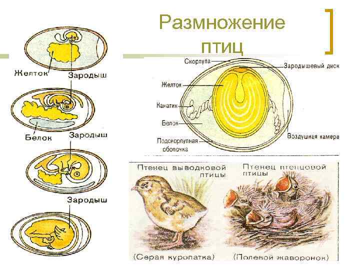 Половое размножение презентация