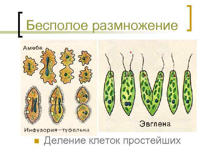 Бесполое размножение n Деление клеток простейших 