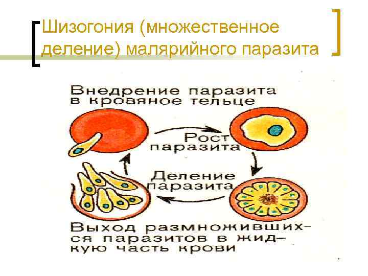 Какой цифрой обозначено на рисунке бесполое размножение малярийного плазмодия в крови хозяина