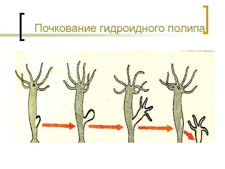 Почкование гидроидного полипа 