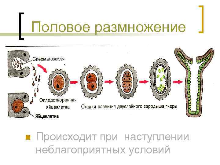 Половое размножение презентация