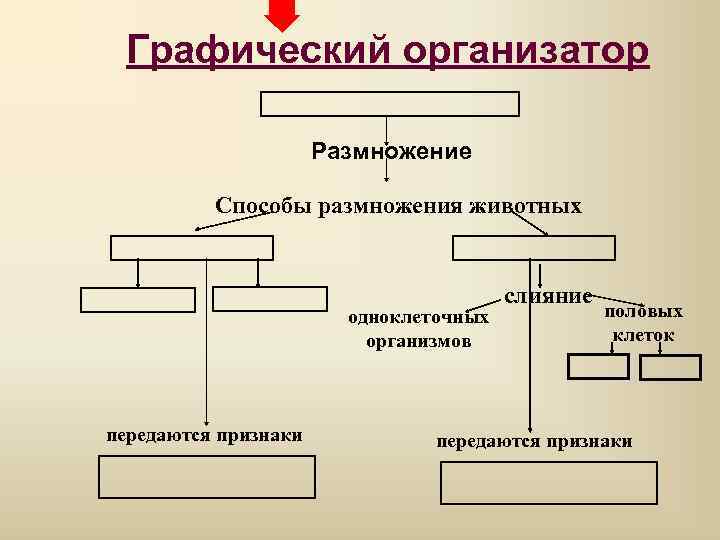 Графический организатор Размножение Способы размножения животных одноклеточных организмов передаются признаки слияние половых клеток передаются