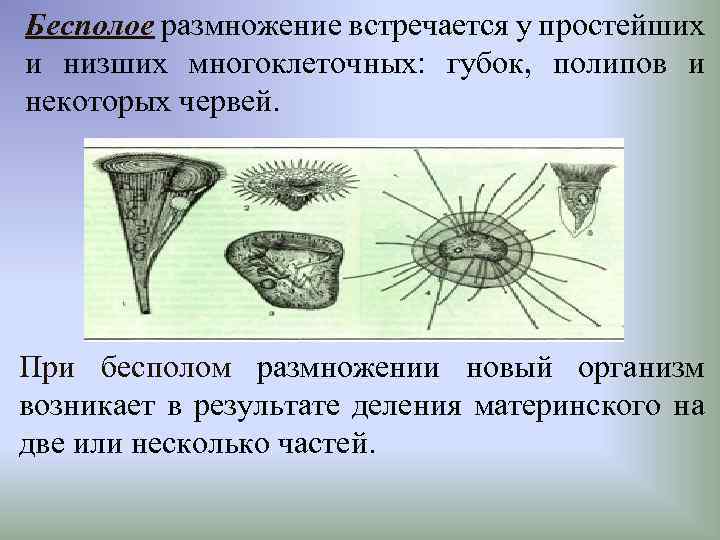 Бесполое размножение встречается у простейших и низших многоклеточных: губок, полипов и некоторых червей. При