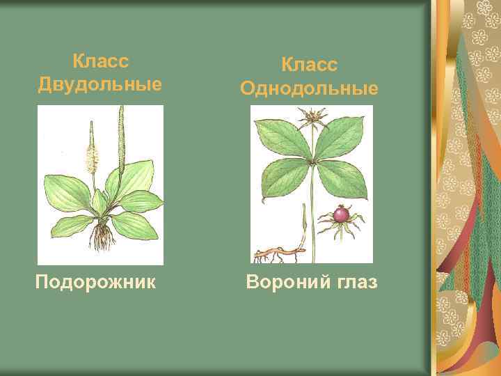 Класс Двудольные Класс Однодольные Подорожник Вороний глаз 