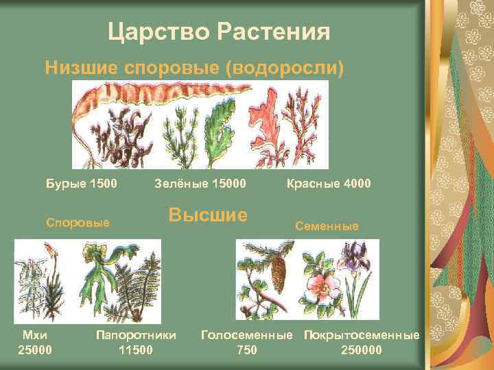 Царство Растения Низшие споровые (водоросли) Бурые 1500 Споровые Мхи 25000 Зелёные 15000 Высшие Папоротники