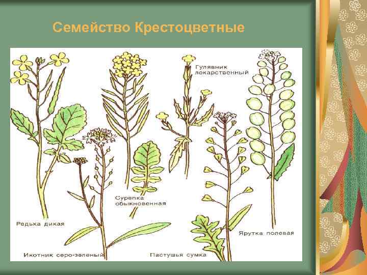 Семейство Крестоцветные 