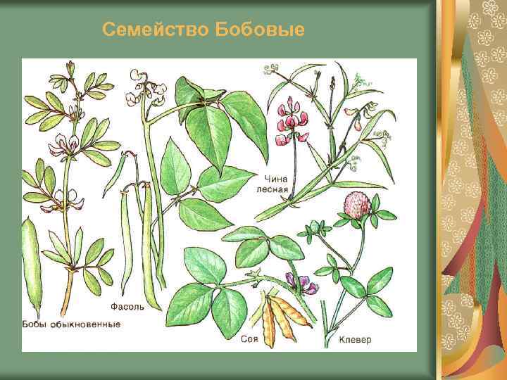 Семейство Бобовые 