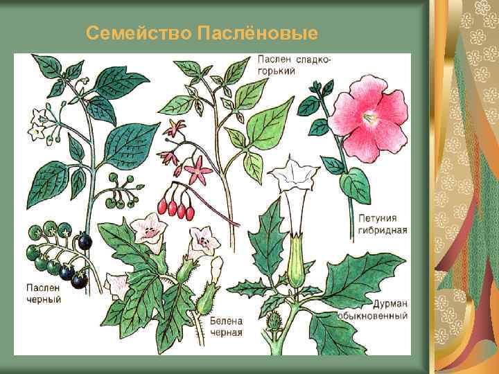 Семейство Паслёновые 