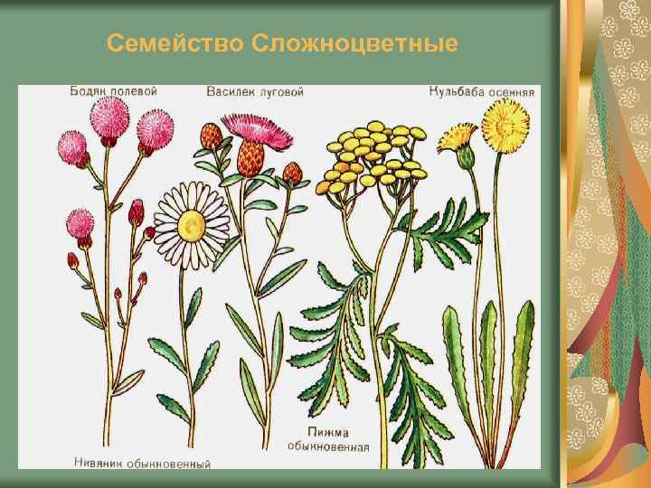 Семейство Сложноцветные 