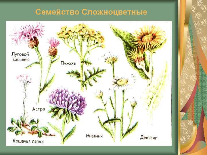 Семейство Сложноцветные 