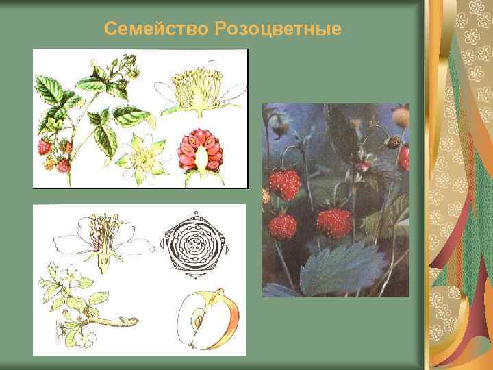 Семейство Розоцветные 