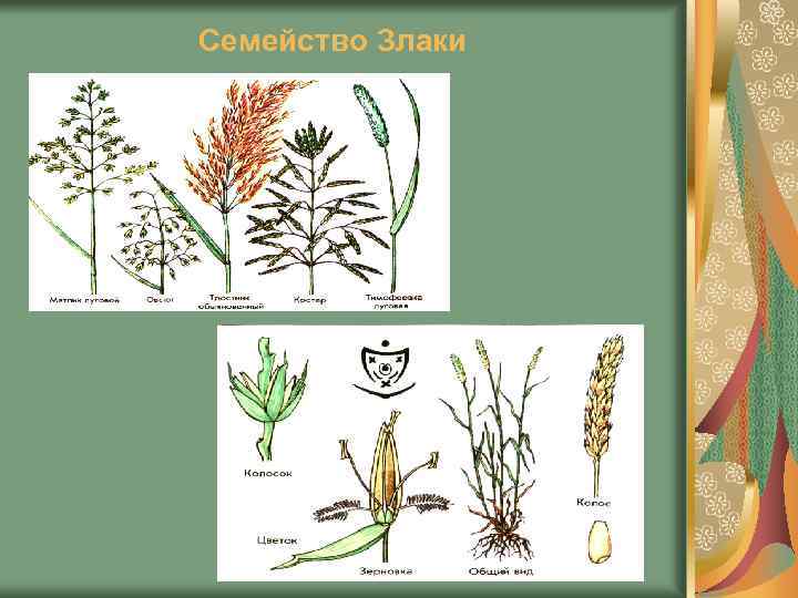 Семейство Злаки 