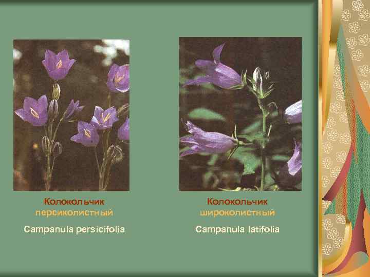 Колокольчик персиколистный Колокольчик широколистный Campanula persicifolia Campanula latifolia 