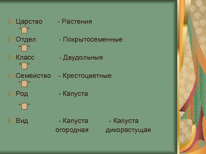 Царство - Растения Отдел - Покрытосеменные Класс - Двудольные Семейство - Крестоцветные Род -