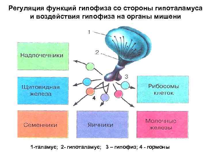 Регуляция функций гипофиза со стороны гипоталамуса и воздействия гипофиза на органы мишени 4 1
