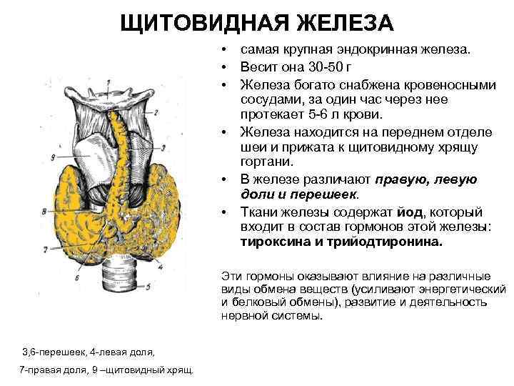 ЩИТОВИДНАЯ ЖЕЛЕЗА • • • самая крупная эндокринная железа. Весит она 30 -50 г