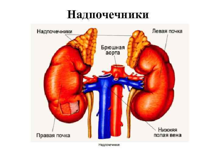 Надпочечники 