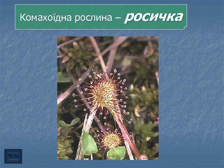 Комахоїдна рослина – росичка 