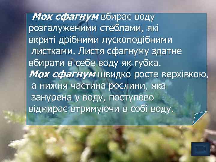 Мох сфагнум вбирає воду розгалуженими стеблами, які вкриті дрібними лускоподібними листками. Листя сфагнуму здатне