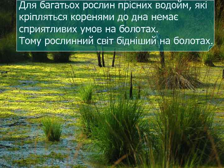 Для багатьох рослин прісних водойм, які кріпляться коренями до дна немає сприятливих умов на