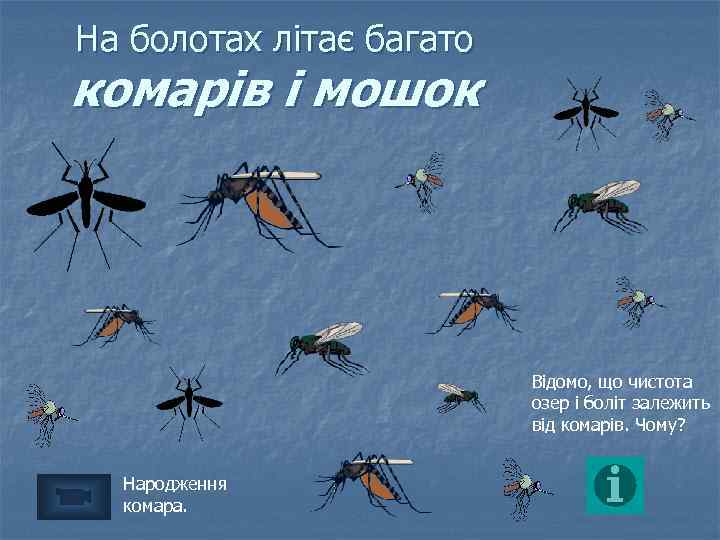 На болотах літає багато комарів і мошок Відомо, що чистота озер і боліт залежить