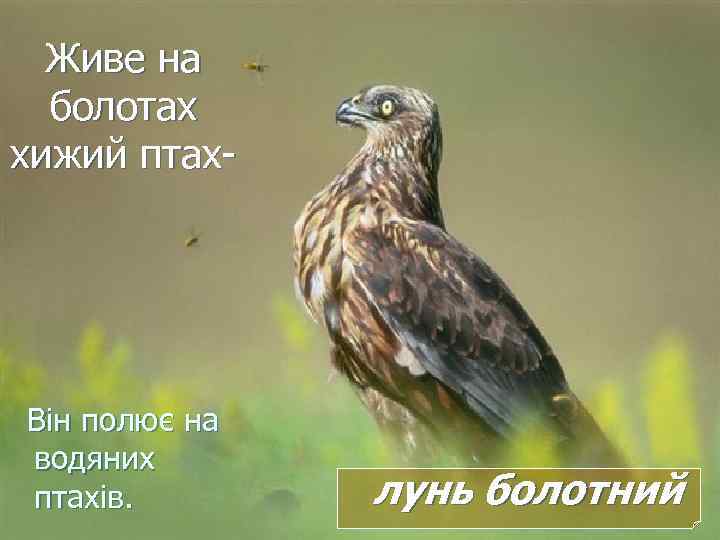 Живе на болотах хижий птах- Він полює на водяних птахів. лунь болотний 