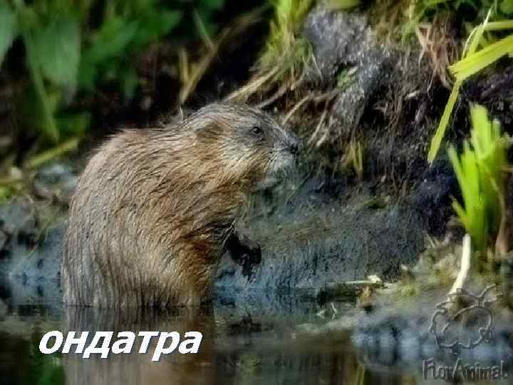 ондатра 