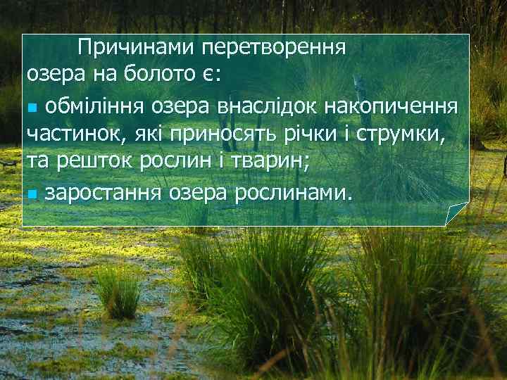 Причинами перетворення озера на болото є: n обміління озера внаслідок накопичення частинок, які приносять