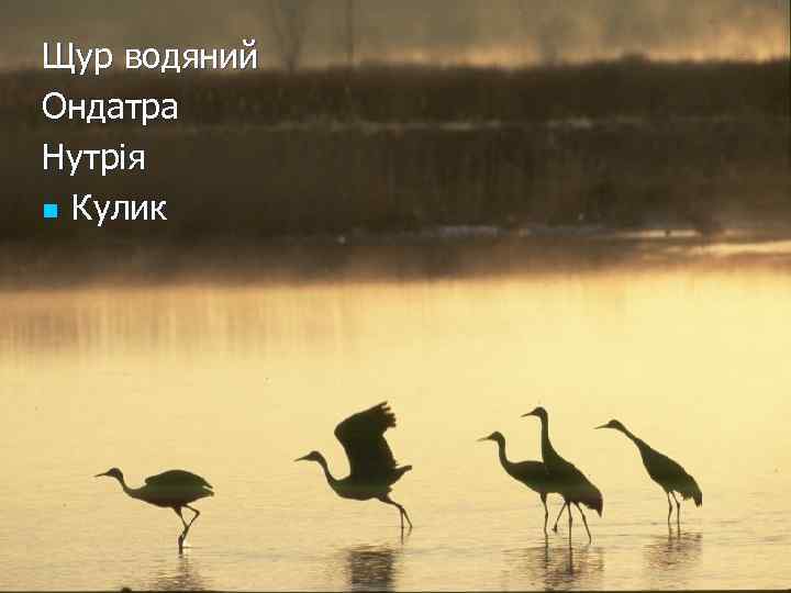 Щур водяний Ондатра Нутрія n Кулик 