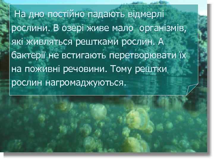 На дно постійно падають відмерлі рослини. В озері живе мало організмів, які живляться рештками