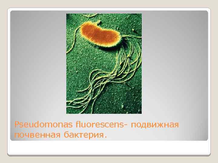 Pseudomonas fluorescens- подвижная почвенная бактерия. 