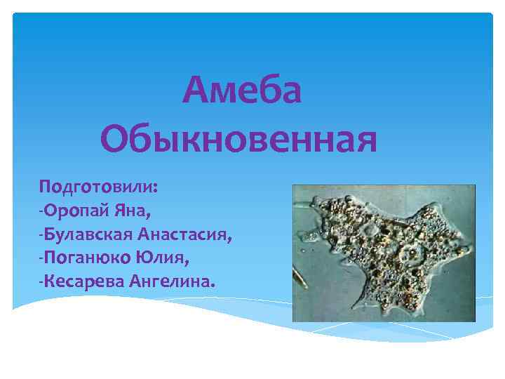 Амеба Обыкновенная Подготовили: -Оропай Яна, -Булавская Анастасия, -Поганюко Юлия, -Кесарева Ангелина. 