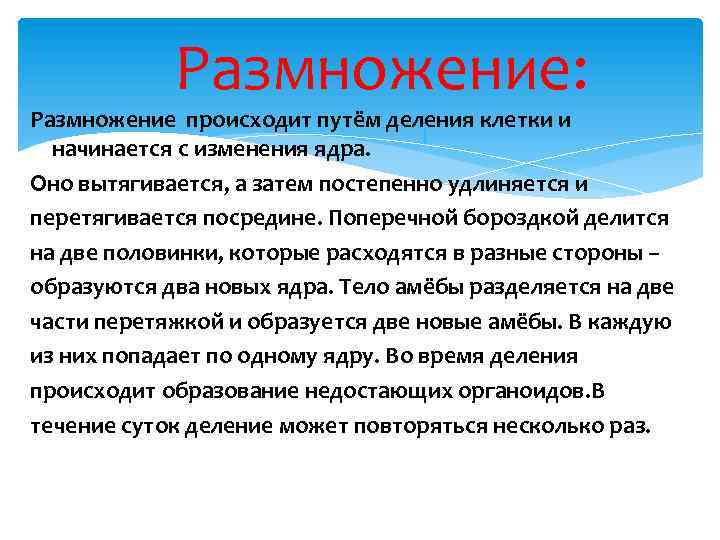 Размножение: Размножение происходит путём деления клетки и начинается с изменения ядра. Оно вытягивается, а