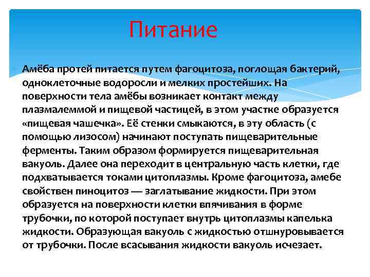 Питание Амёба протей питается путем фагоцитоза, поглощая бактерий, одноклеточные водоросли и мелких простейших. На