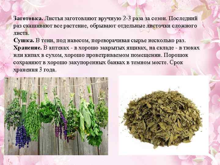 Заготовка. Листья заготовляют вручную 2 3 раза за сезон. Последний раз скашивают все растение,