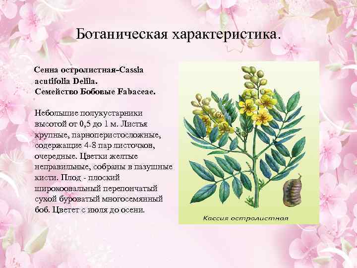  Ботаническая характеристика. Сенна остролистная-Cassia acutifolia Delila. Семейство Бобовые Fabaceae. Небольшие полукустарники высотой от