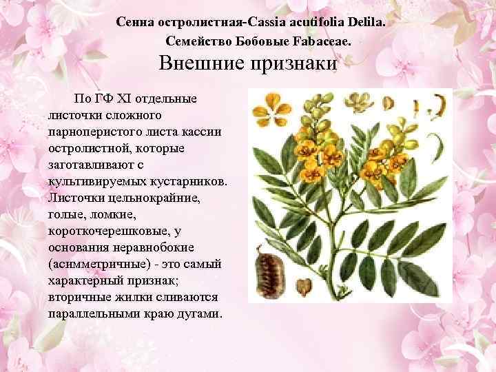  Сенна остролистная-Cassia acutifolia Delila. Семейство Бобовые Fabaceae. Внешние признаки По ГФ XI отдельные