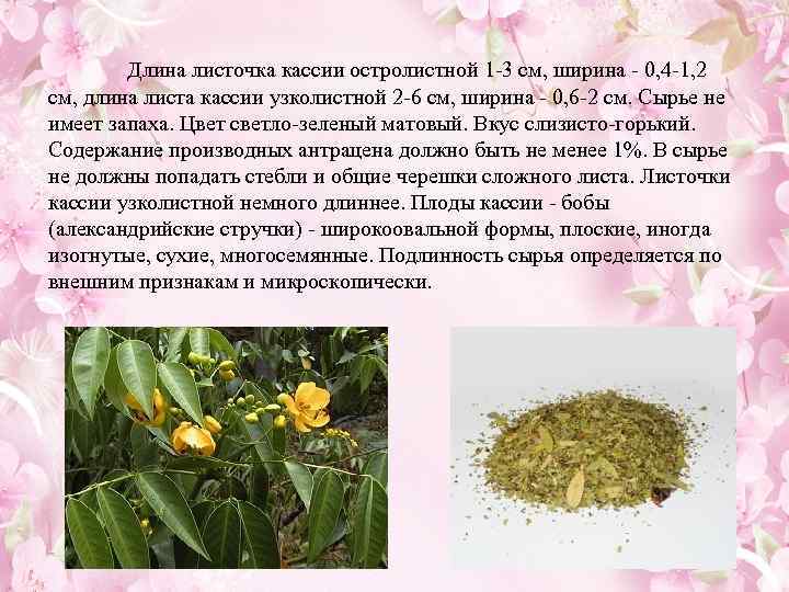 Длина листочка кассии остролистной 1 3 см, ширина 0, 4 1, 2 см, длина