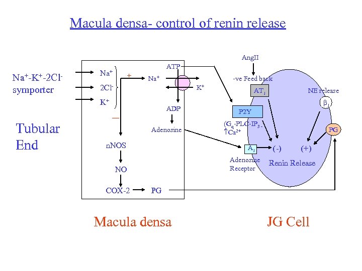 Macula densa- control of renin release Ang. II Na+-K+-2 Clsymporter ATP Na+ + Na+