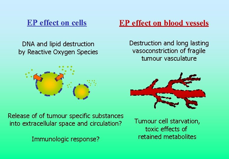 EP effect on cells EP effect on blood vessels DNA and lipid destruction by