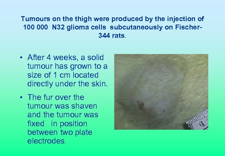 Tumours on the thigh were produced by the injection of 100 000 N 32
