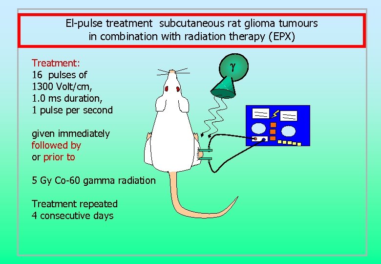 El-pulse treatment subcutaneous rat glioma tumours in combination with radiation therapy (EPX) Treatment: 16