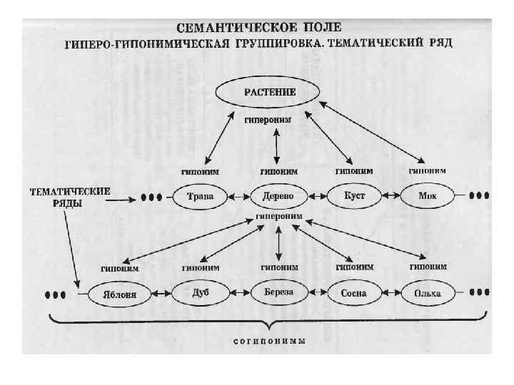 Семантическое поле презентация