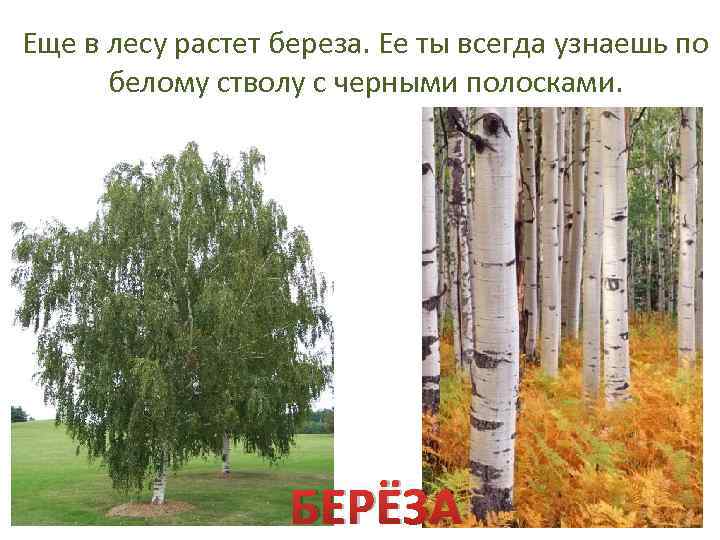 Еще в лесу растет береза. Ее ты всегда узнаешь по белому стволу с черными