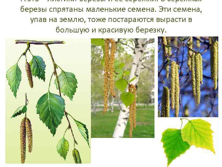 А это – листики березы и ее сережки. В сережках березы спрятаны маленькие семена.